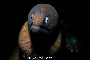 White Eyed Moray by Volker Lonz 